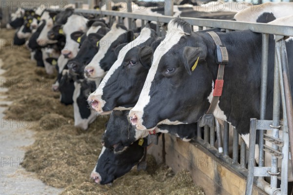 Dairy cows in an open stable on a dairy farm in the north of the Netherlands
