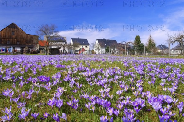 Drebach Crocus meadows in the Ore Mountains, Crocus flowers in Drebach, Saxony