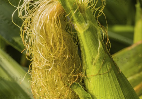 Closeup of silk growing on ear of corn with heart shape created by sunlight on the ear of corn,