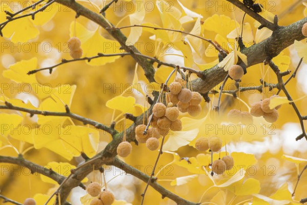 Maidenhair tree (Ginkgo biloba), Cambridge Botanical Garden, Germany, Europe