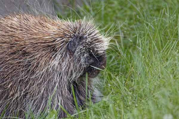 The North American porcupine (Erethizon dorsatum) . It is the second largest rodent in North