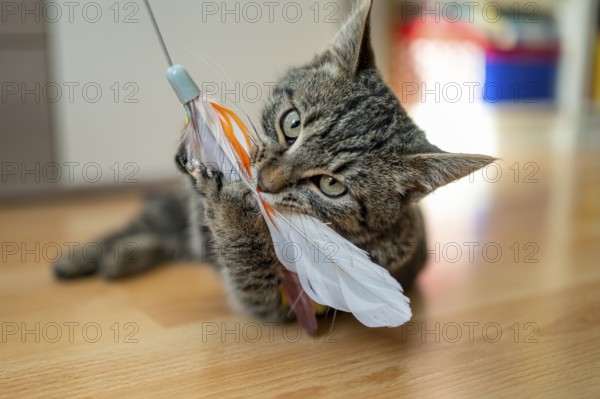 Kitten in motion playing with a feather toy