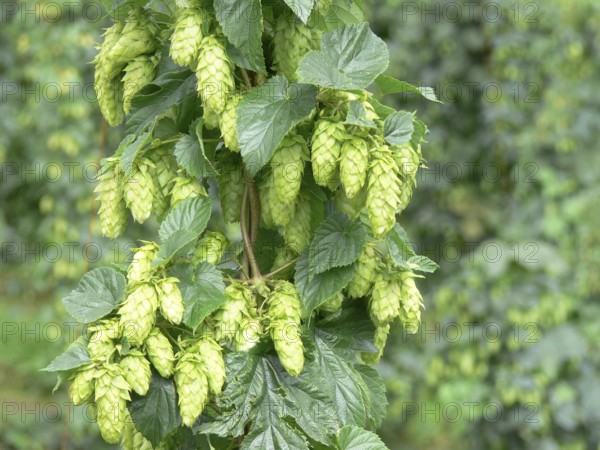 Hops (Humulus lupulus) with young fruit stalks, ingredient for beer production, Tettnang, Germany,