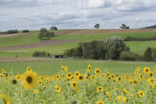 Field with sunflowers (Helianthus annuus) near Bühlerzell, energy plant, September, autumn,