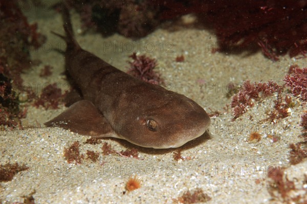 Brown shyshark, Haploblepharus fuscus, South Africa, Tsitsikamma National Park, Indian Ocean,