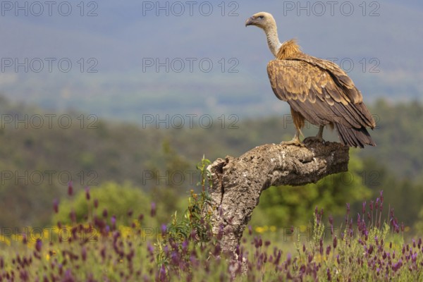 Griffon Vulture, Eurasian Griffon Vulture, Griffon Vulture, Eurasian Griffon, (Gyps fulvu), Vautour