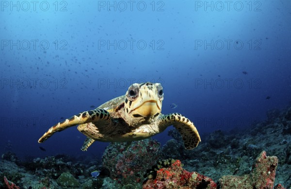 Hawksbill sea turtle, Eretmochelys imbricata, Maldives, Indian Ocean, Felidu Atoll, Asia
