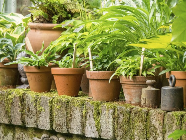 Several plant pots with green plants on a terrace wall overgrown with moss, borken, westphalia,