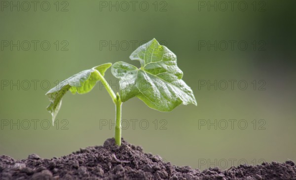 A small bean sprout. Plant germination from soil