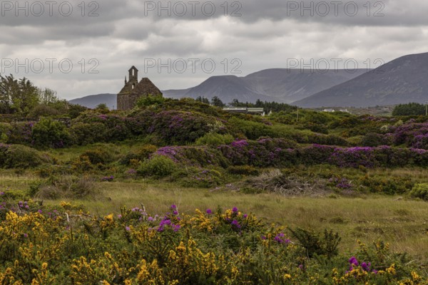 Rhododendron blossom in Wild Nephins National Park, County Mayo, Ireland, Europe
