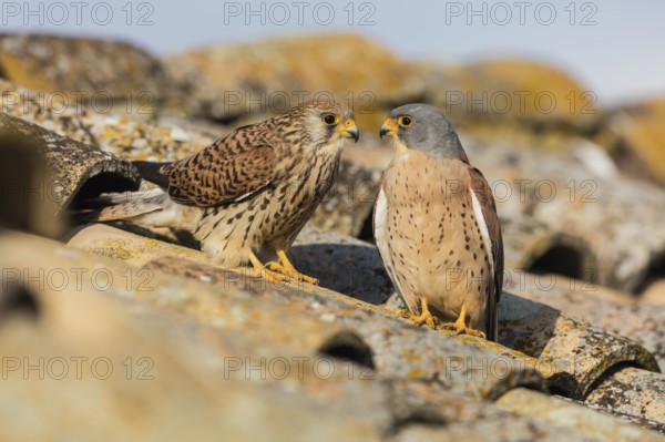 Lesser Kestrel (Falco naumanni), Spain, Europe