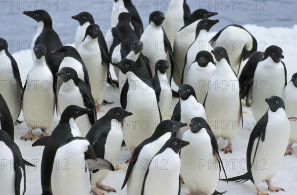 Adelie Penguin (pygoscelis adeliae), Colony on Ice Field, Paulet Island in Antarctica