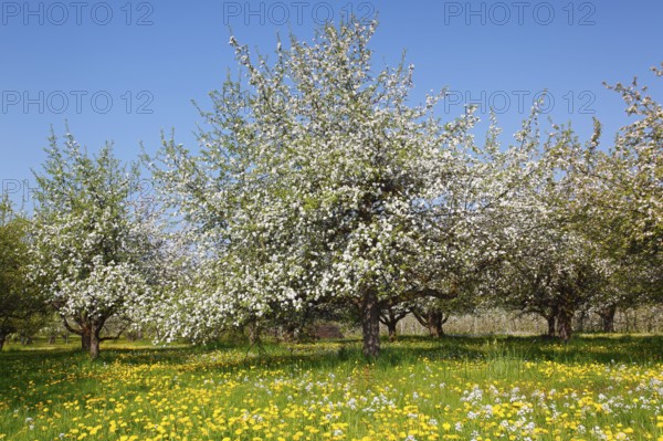 Apple trees (Malus domestica), orchard, Baden-Württemberg, Germany, Europe