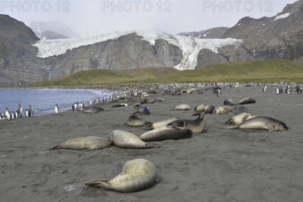 Elephant seals, Gold Harbour, South Georgia