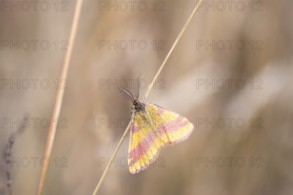Dock purple moth (Lythria cruentaria), male on a blade of grass, Brandenburg, Germany, Europe