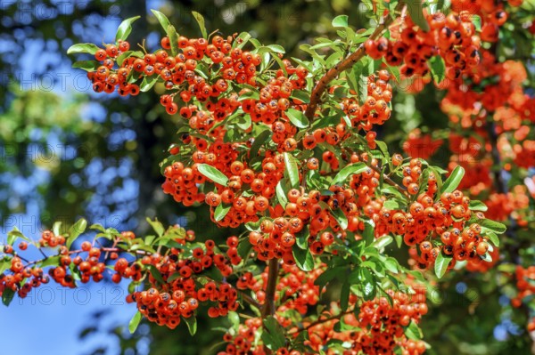 Rowan berries damaged by autumn frost, rowan berries (Sorbus aucuparia), Kempten, Allgäu, Bavaria,