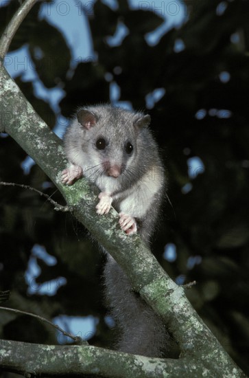 Edible Dormouse (glis glis), Adult standing on Branch, Normandy