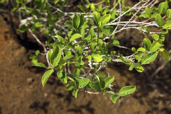 Coca (erythroxylum coca), leaves for cocaine production, Peru, South America