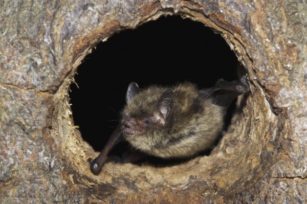 Common Pipistrelle (Pipistrellus pipistrellus) looking out of tree hole, Germany, Europe