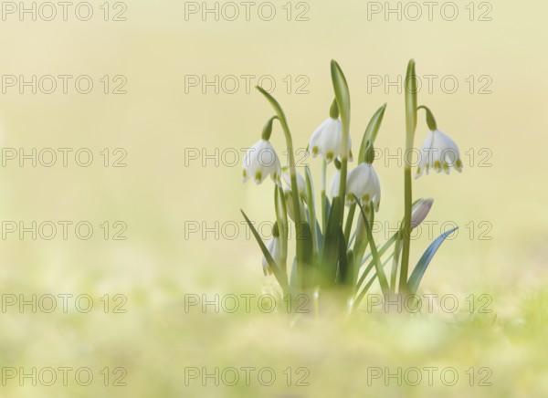 Spring Snowflake (Leucojum vernum), Kufstein District, North Tirol, Tirol, Austria, Europe