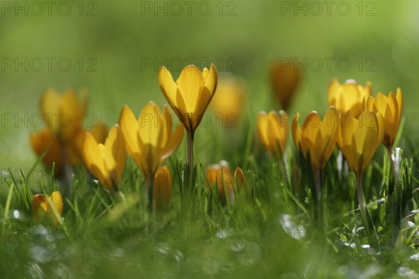 Dutch yellow crocus, (Crocus flavus)