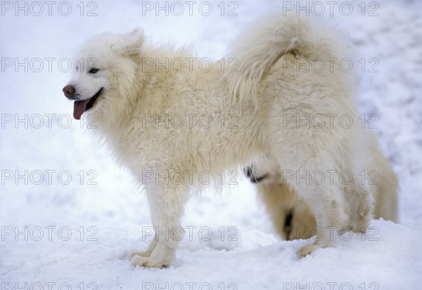 Samoyede dog standing on snow