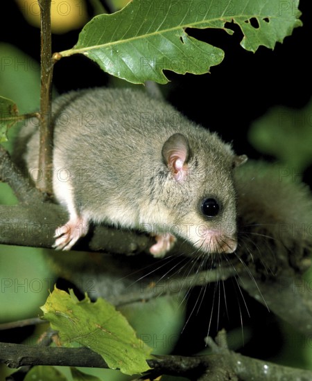 Edible Dormouse (glis glis)