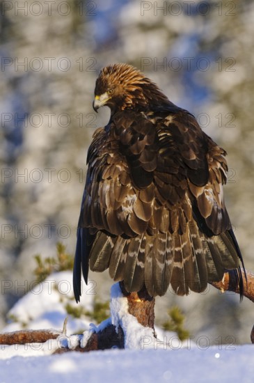 Golden eagle (Aquila chrysaetos), coat, coat, coat, coat, Norway, Europe