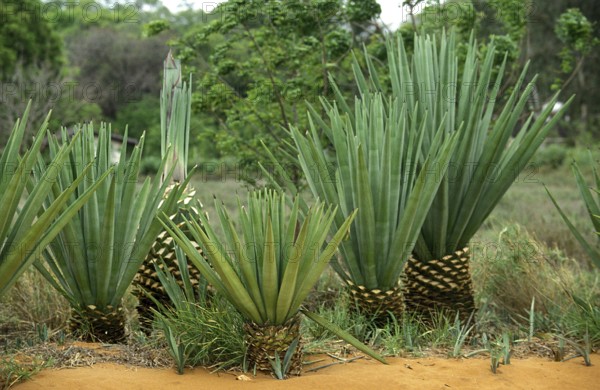 Sisal (agave sisalana) plant, Fort Dauphin in Madagascar