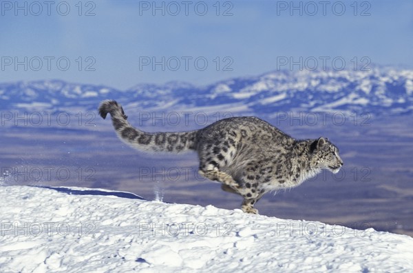 (Unica unica), Uncia uncia, Irbis, Snow Leopard, Snow Leopards (Panthera uncia), Predators,