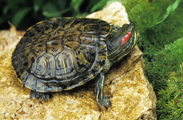 Red-Eared Terrapin (trachemys scripta elegans)