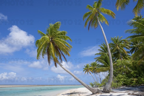 Coconut palm (Cocos nucifera), picturesque secluded beach, Tikehau, atoll, Tuamotu archipelago,