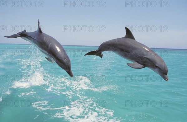Bottlenose Dolphin (tursiops truncatus), Pair Leaping, Honduras, Central America
