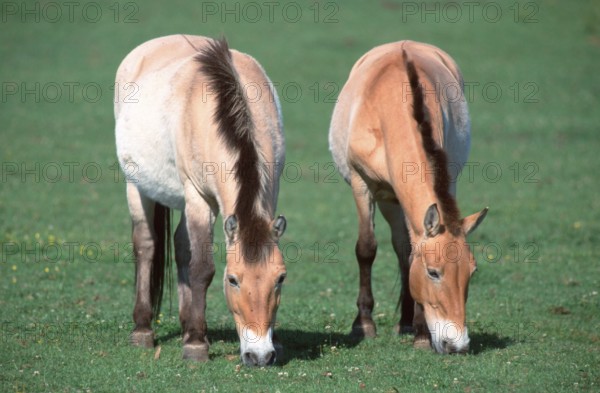 Przewalski's (Equus przewalskii) Wild Horses, mares, grazing, Przewalski-Pferde, Stuten, grasend,