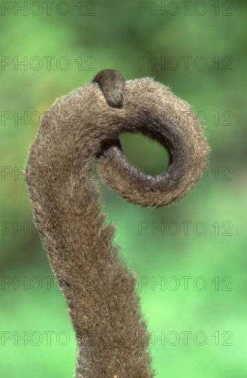 Woolly monkey, brown woolly monkey (Lagothrix lagotricha), tail