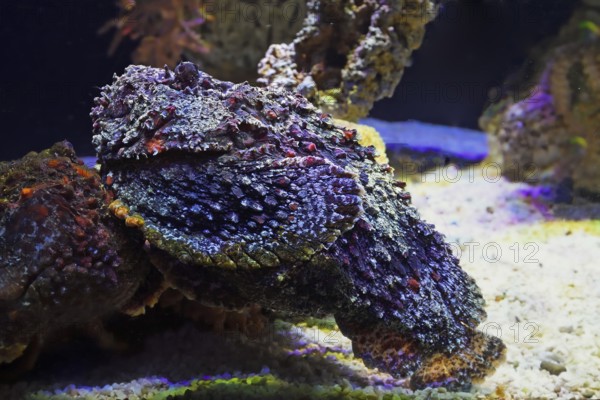 Reef stonefish (Synanceia verrucosa), Aquarium, Oceanographic Museum Monaco, Monaco Ville, Monaco,