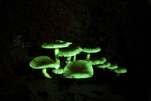Sulphur head in UV-light, Mushroom in UV-light, Hypholoma species
