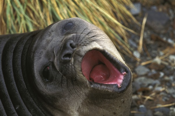 Southern Elephant Seal (mirounga leonina), Female calling Young, Antarctica