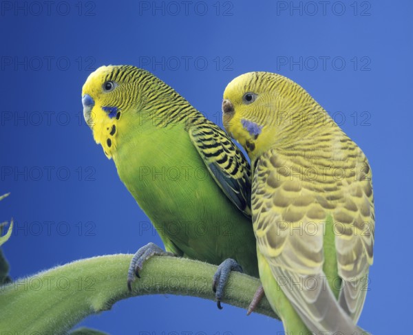 Budgerigar (melopsittacus undulatus), Adults on Branch