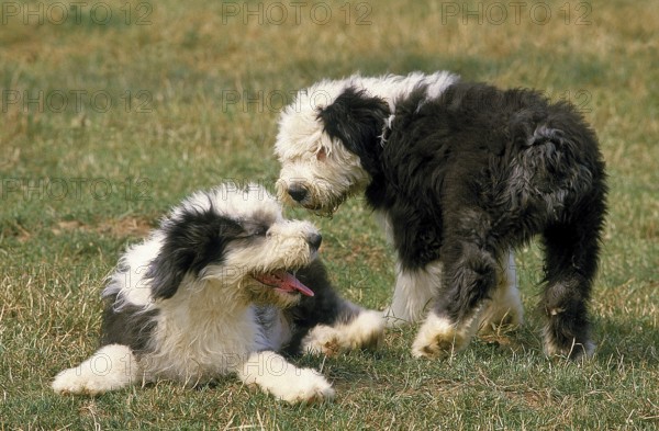 BOBTAIL DOG OR OLD ENGLISH SHEPHERD, PUPPIES STAND ON GRASS