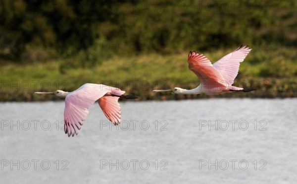 Roseatte Spoonbill (platalea ajaja), Adults in Flight, Los Lianos in Venezuela