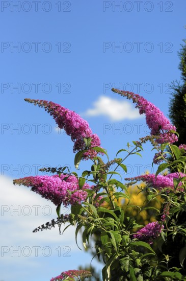 Summer lilac, butterfly bush flowering in the garden