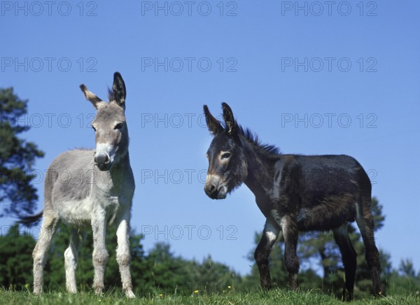 Domestic Donkey and Grey Donkey
