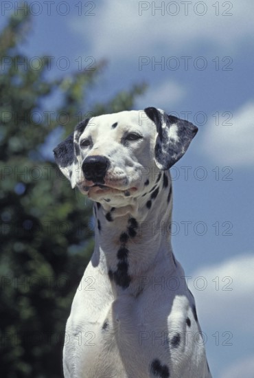 Portrait of Dalmatian Dog