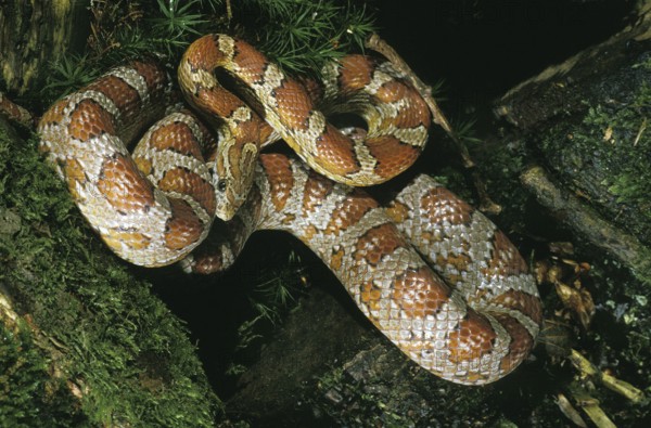 CORN SNAKE (elaphe guttata) OR RAT SNAKE