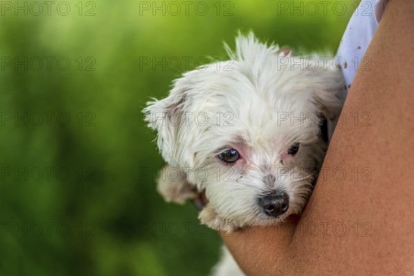 Small mini maltese dog on a woman's arm