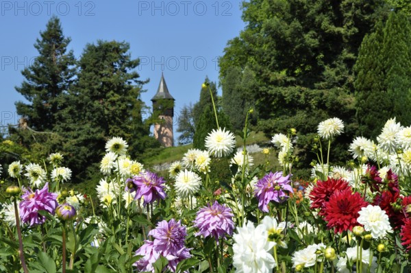 On Lake Constance, Mainau Island, Dahlia Garden, Dahlia Blossom, Swedish Tower