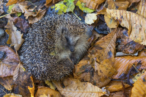 Hedgehogs (Erinaceus europaeus) in autumn foliage, Lower Saxony, Germany, Europe