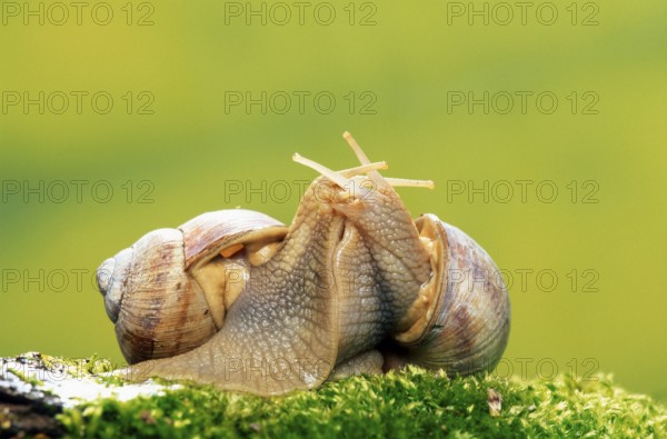 Edible (Helix pomatia) Snails, mating, Germany, Europe