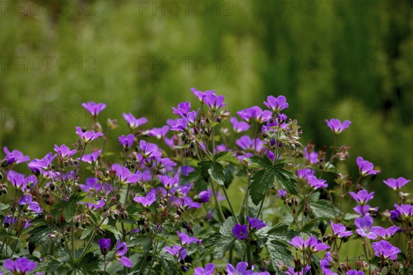 Cranesbill in Iceland